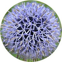 Echinops Ritro