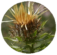 Carlina Vulgaris