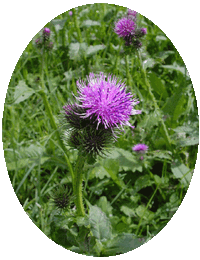 Cirsium Arvense