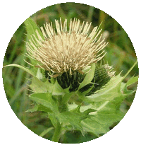 Cirsium Oleraceum