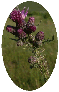Cirsium Palustre