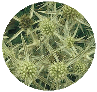 Eryngium