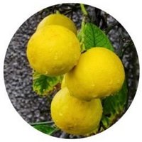 Lima: Citrus Aurantifolia