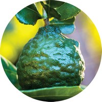 Kaffir Lime