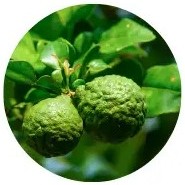 Kaffir Lime