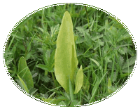 Ophioglossum Vulgatum
