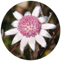 Actinotus Forsythii - Pink Flannel Flower