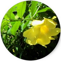 Allamanda Cathartica