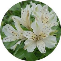 Alstroemeria Aurantiaca