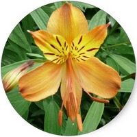 Amancay - Alstroemeria Aurantiaca