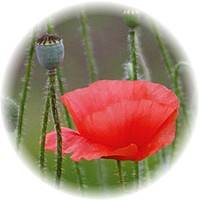 Amapola - Papaver Rhoeas