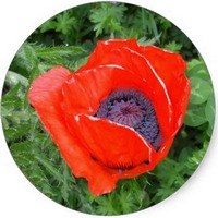 Amapola - Papaver Rhoeas