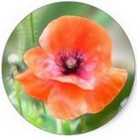 Amapola - Coquelicot - Papaver Rhoeas