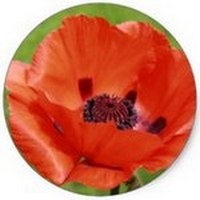 Amapola - Papaver Rhoeas
