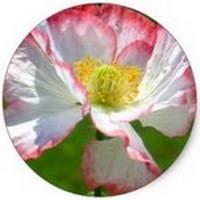 Amapola - Poppy -Papaver