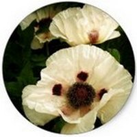 Alaskan Red Poppy