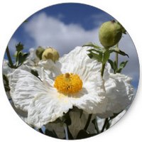 Amapola Blanca