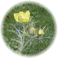 Adormidera - Papaver Somniferum