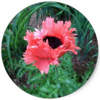 Amapola - Papaver Orientale