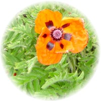 Amapola - Papaver Orientale