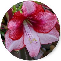 Amaryllis