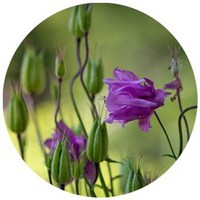 Aquilegia Vulgaris