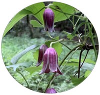 Aquilegia Vulgaris