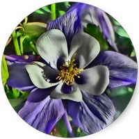 Aquilegia Ecarcalata