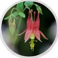 Aquilegia