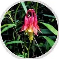 Aquilegia