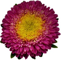 Aster Tataricus
