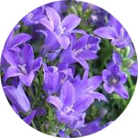 Campanula