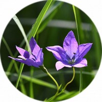 Campanula