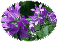 Campanula Glomerata