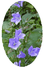 Campanula Persicifolia