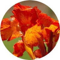 Canna Indica