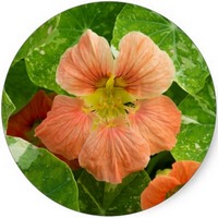 Capuchina: Tropaeolum Majus