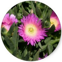 Carpobrotus Edulis