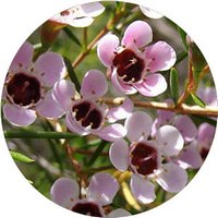 Chamelaucium Uncinatum - Wax Flower