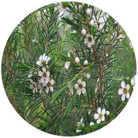 Chamelaucium Uncinatum - Flor de Cera