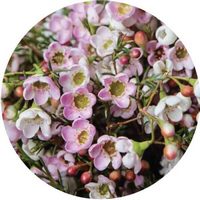 Chamelaucium Uncinatum - Wax Flower
