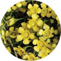 Chamelaucium Uncinatum - Wax Flower