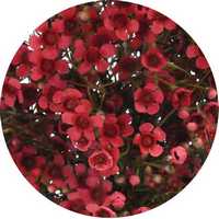 Chamelaucium Uncinatum - Wax Flower