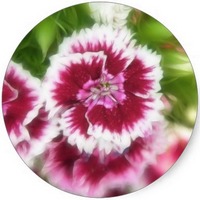Carnation - Dianthus