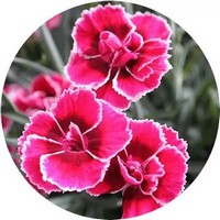 Carnation