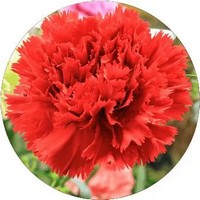 Carnation - Dianthus