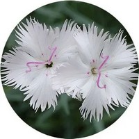 Clavelina japonesa - Dianthus Superbus