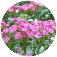 Clavel Chino - Dianthus Chinensis