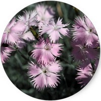 Dianthus Carthusianorum