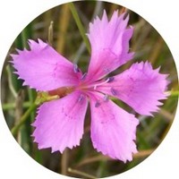 Dianthus Deltoides